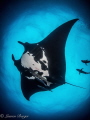   gentle giant Chevron Manta ray glides hoping feel bubbles its gills they love bubble baths divers  